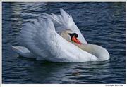 Mute-Swan-displaying-2